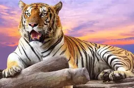 Wild Wild Tiger slot game