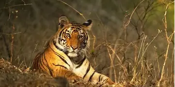Wild Wild Tiger gráficos de alta qualidade